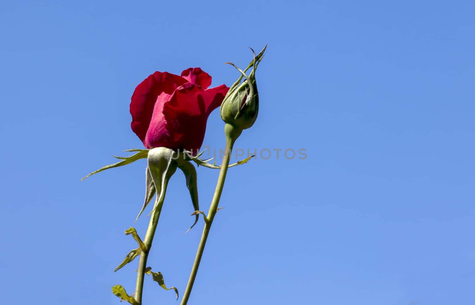 Red Roses and sky by mmarfell