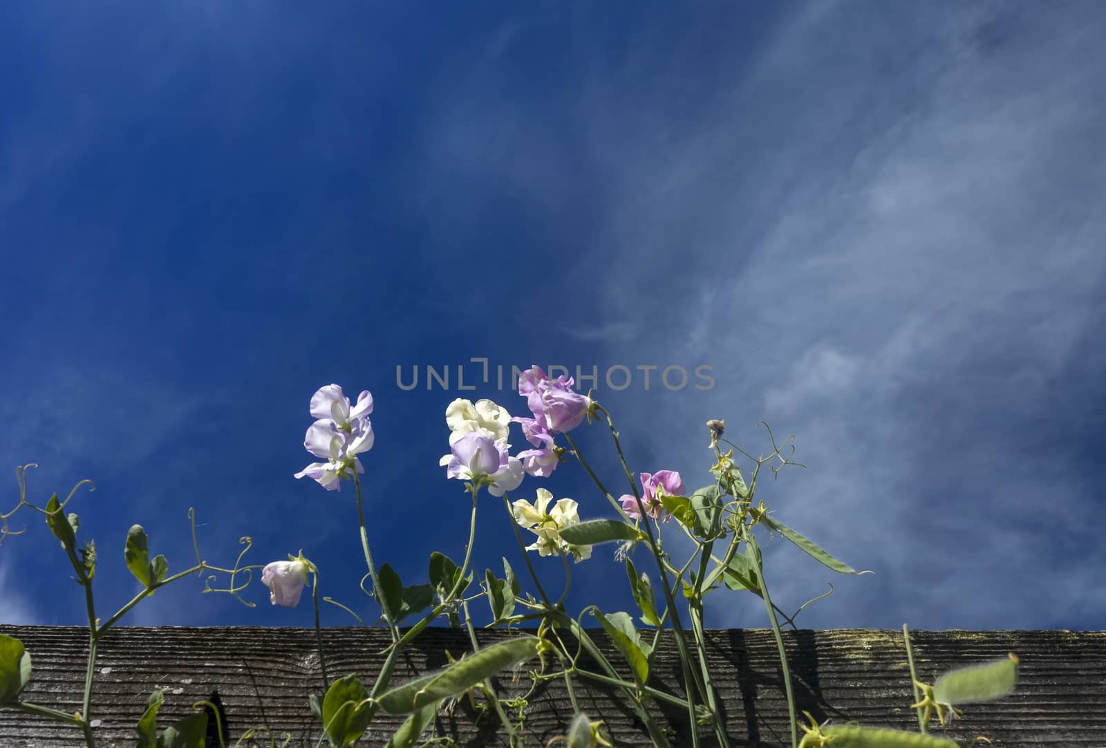 Sweet Peas and Clouds by mmarfell