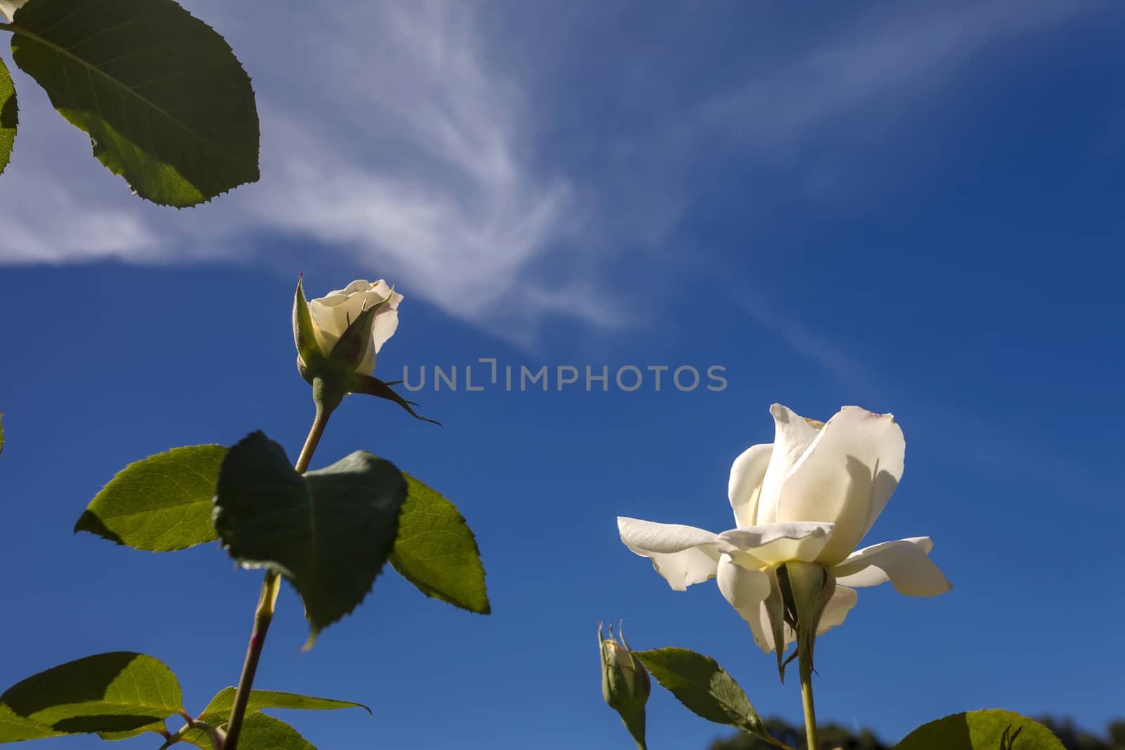 This photo was taken at a formal botanical garden near San Francisco, California. Spring had arrived, and flowers are in bloom. This image features a beautiful white roses flowers and a deep blue sky with wispy clouds.