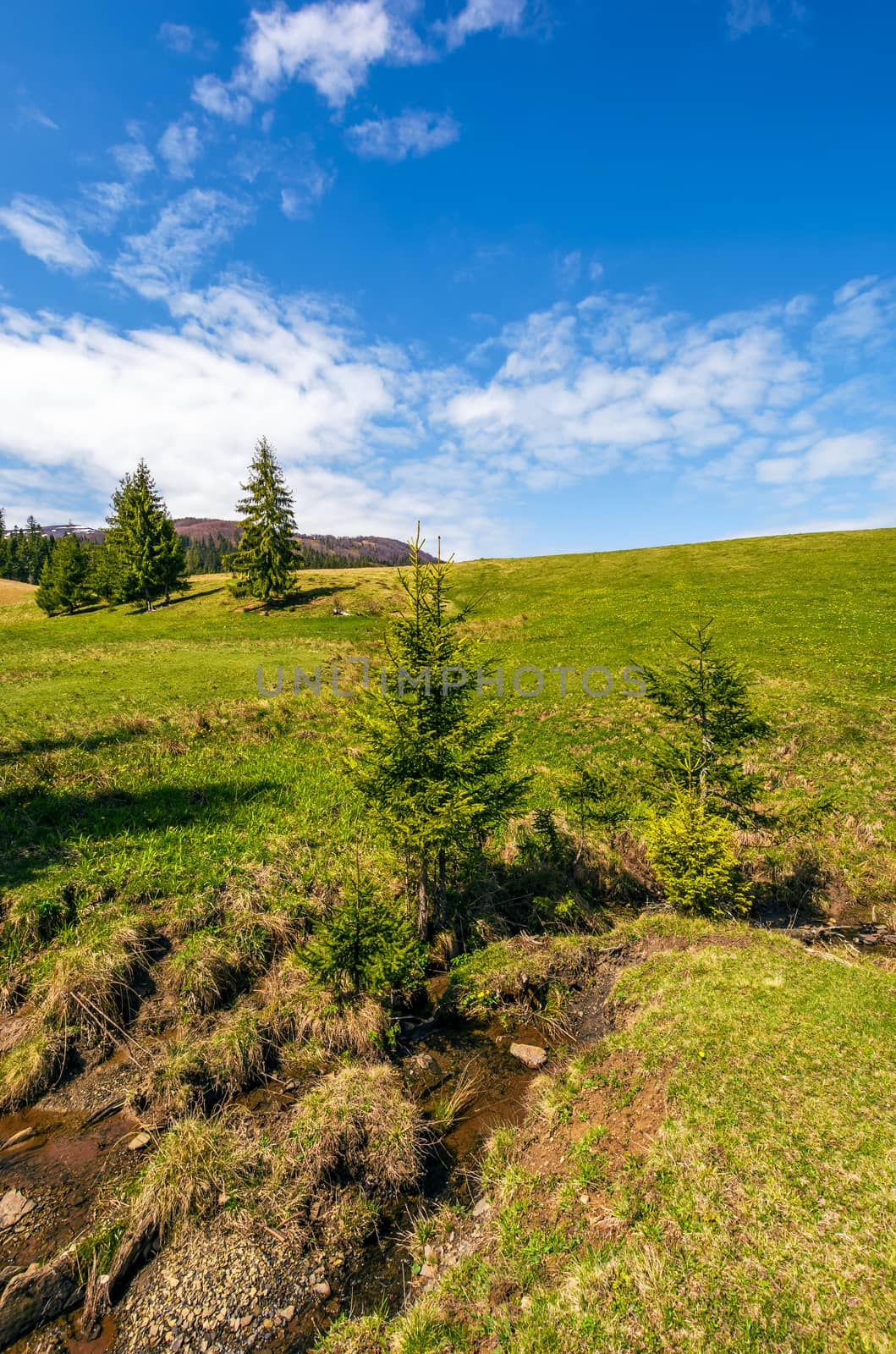 stream among the forest on hillside by Pellinni