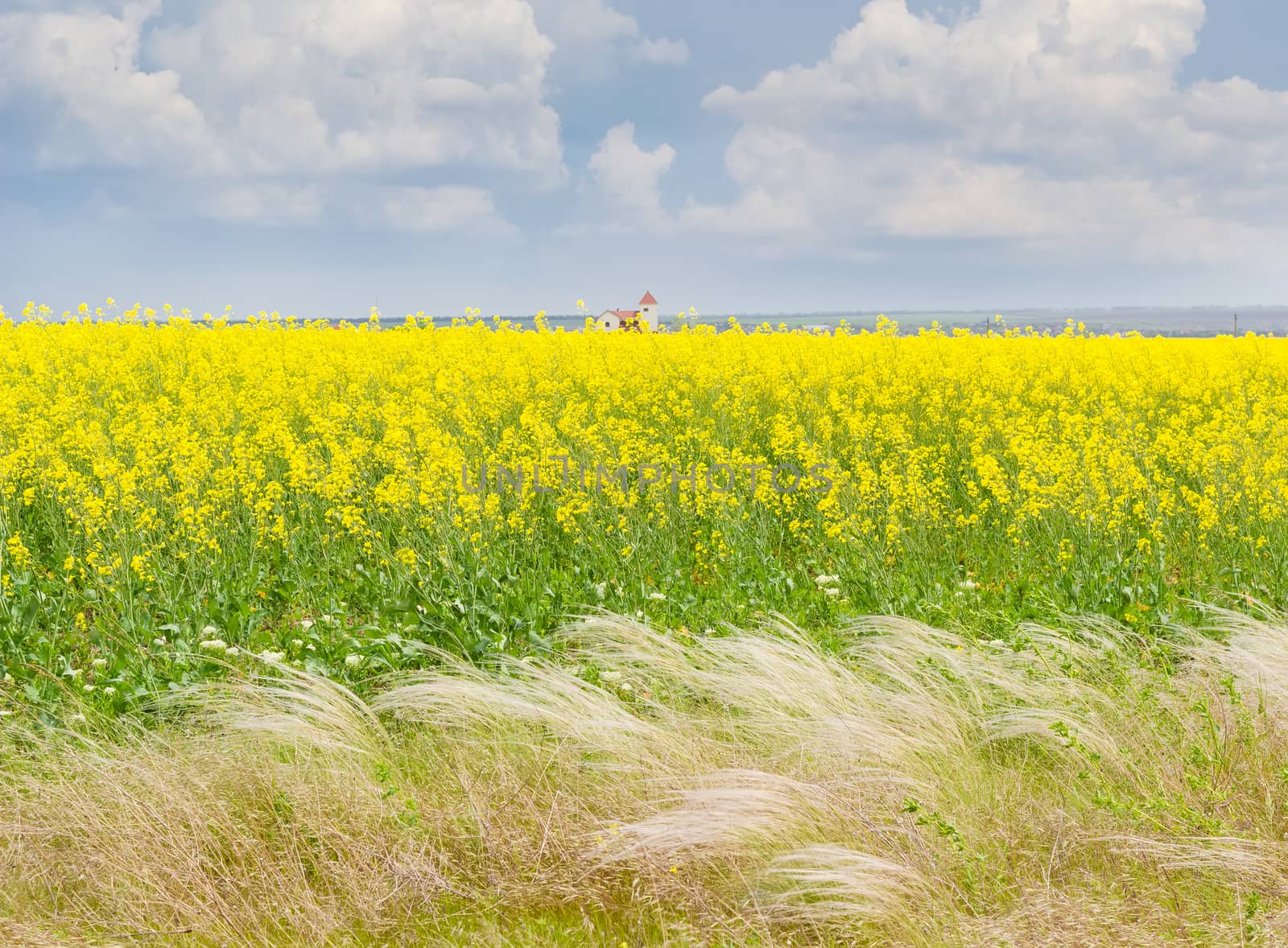 Field of the blooming rapeseed with feather grass in foreground by anmbph