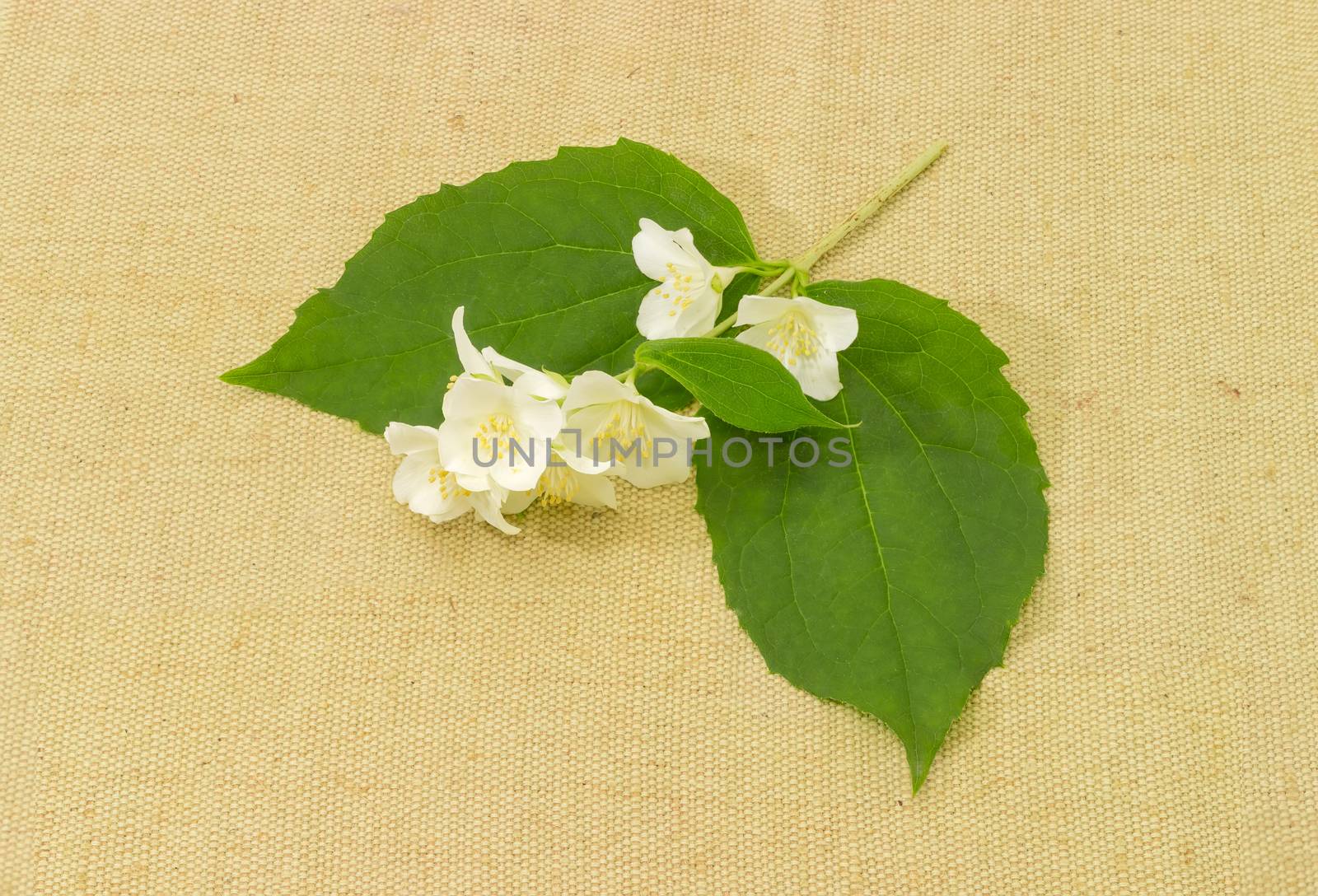 Small twig of the white jasmine with several leaves and flowers on the sackcloth
