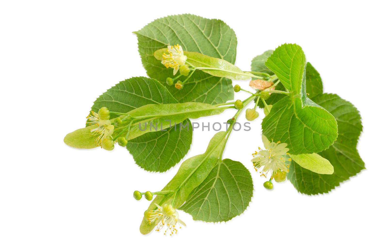 Twig of the flowering linden with leaves, flowers and buds on a light background 
