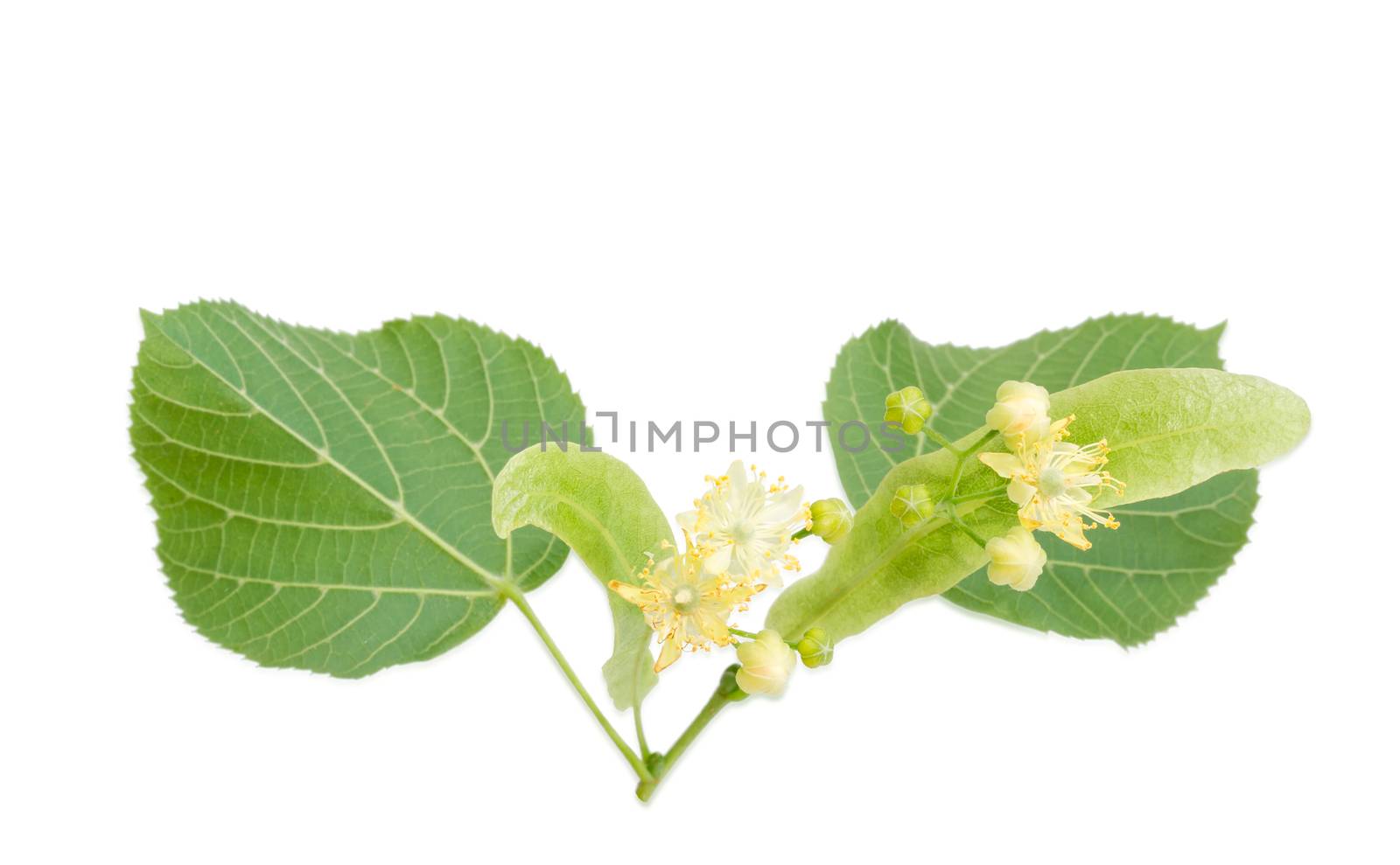 Two inflorescence of the linden on a blured background of the leaves on a light background 
