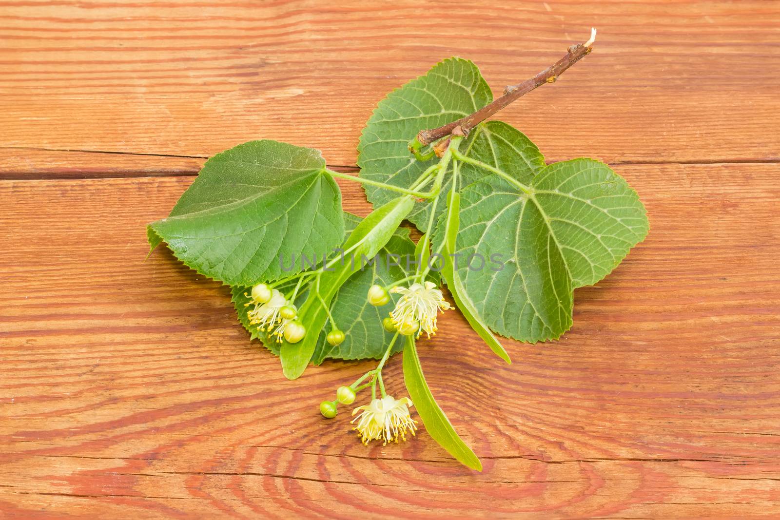 Several inflorescence of the linden on the small twig with leaves closeup on a surface of the old wooden planks
