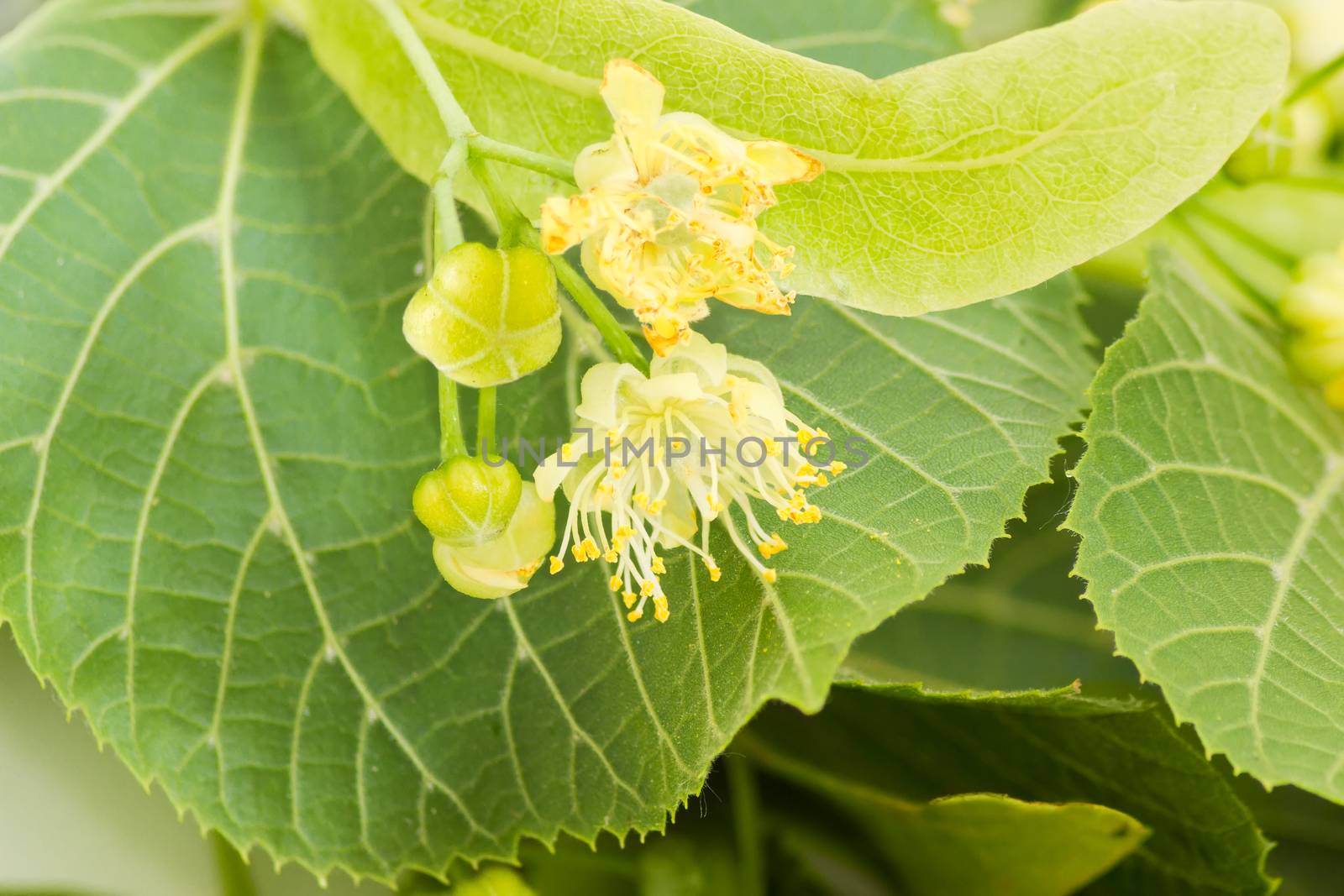 Background of the inflorescence of the linden with flowers and unblown buds closeup on the background of a foliage
