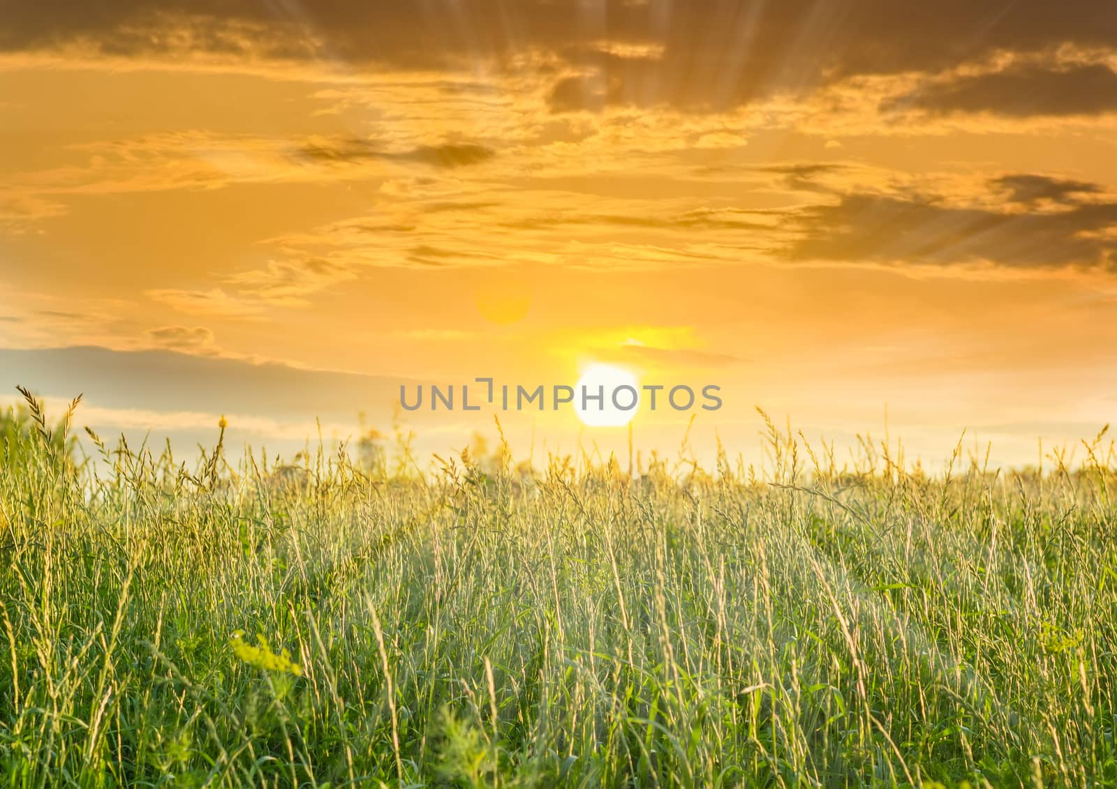 Sky with sun and clouds during sunset and high grass with ears in the foreground
