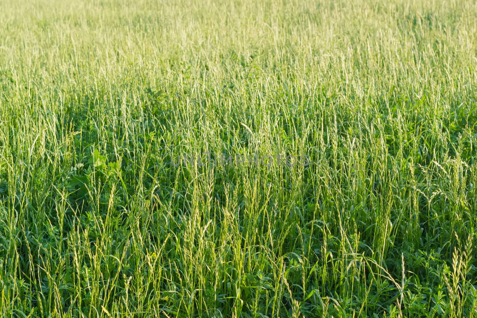 Background of the field with high grass with let out ears at summer evening
