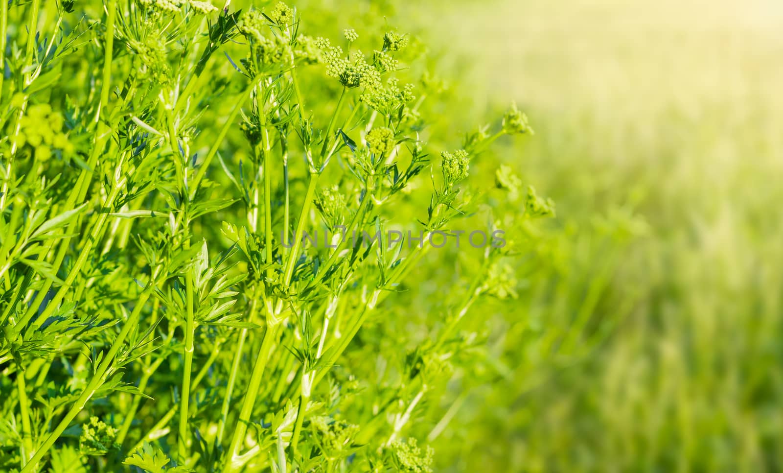 Part of the parsley bush with stems, leaves and inflorescences on a blurred background
