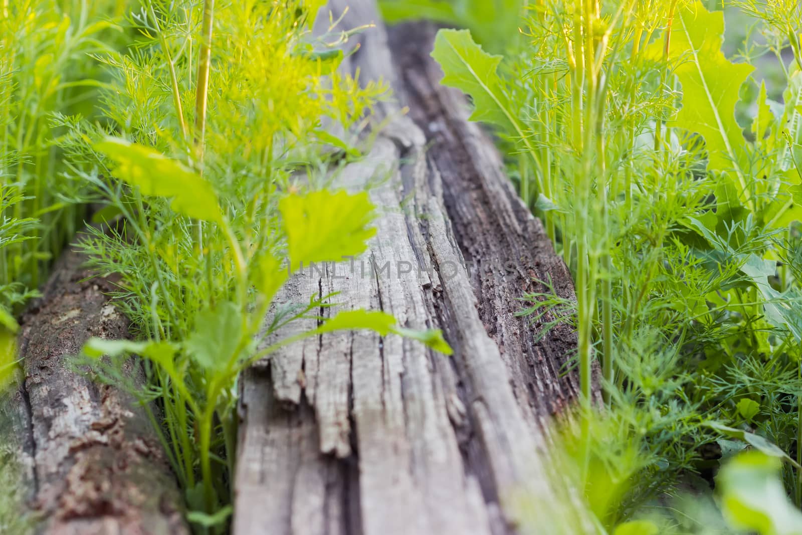 Background of the rotten wooden planks overgrown with grass by anmbph