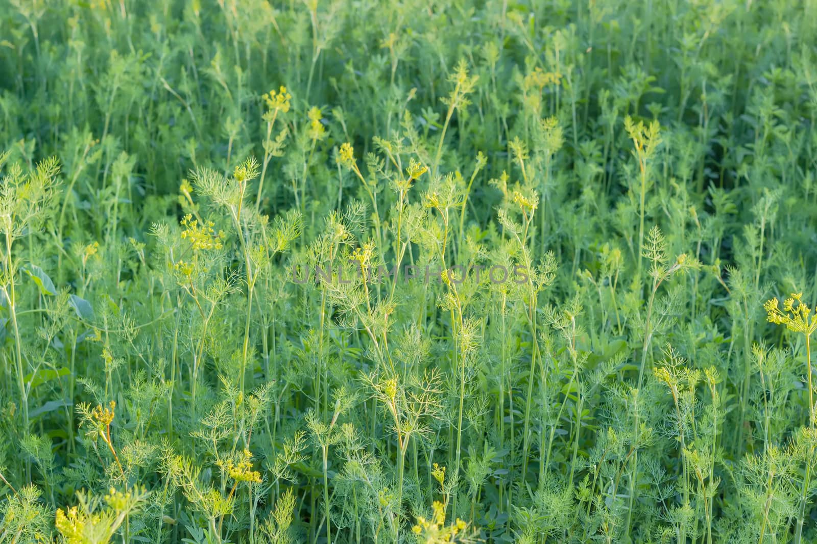 Background of a fragment of the planting of the dill with stems, leaves and inflorescences at summer evening
