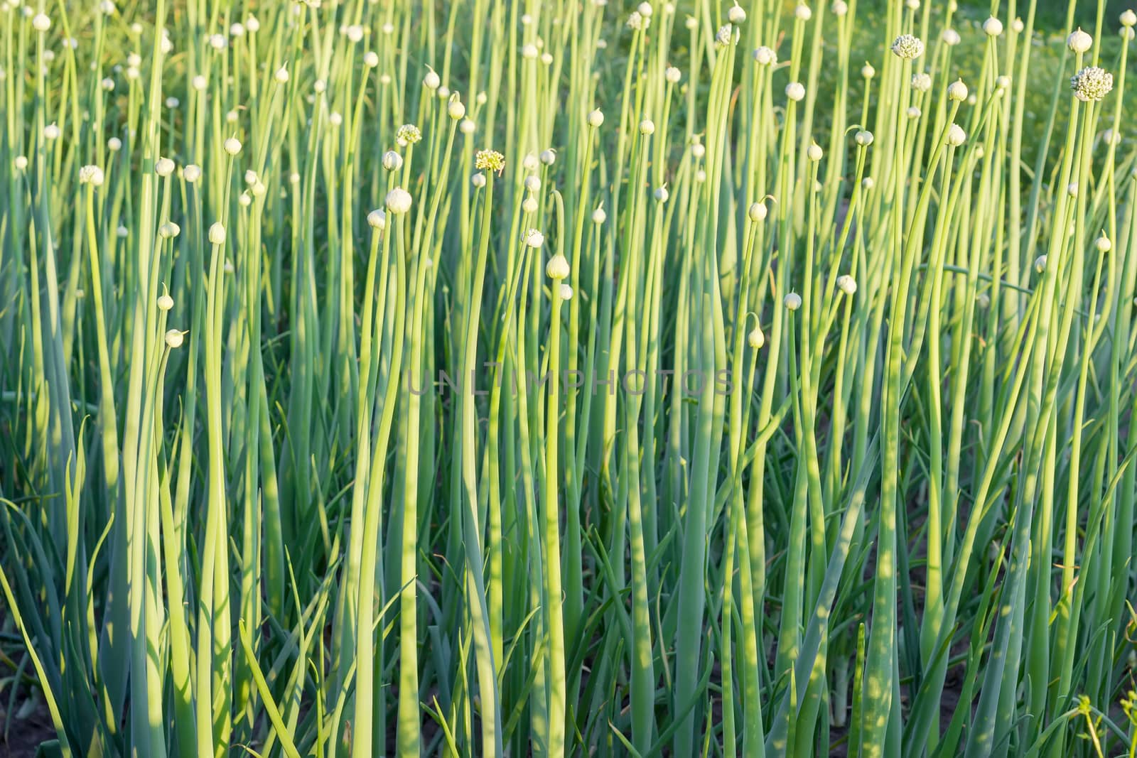 Background of the onion stems with inflorescences by anmbph