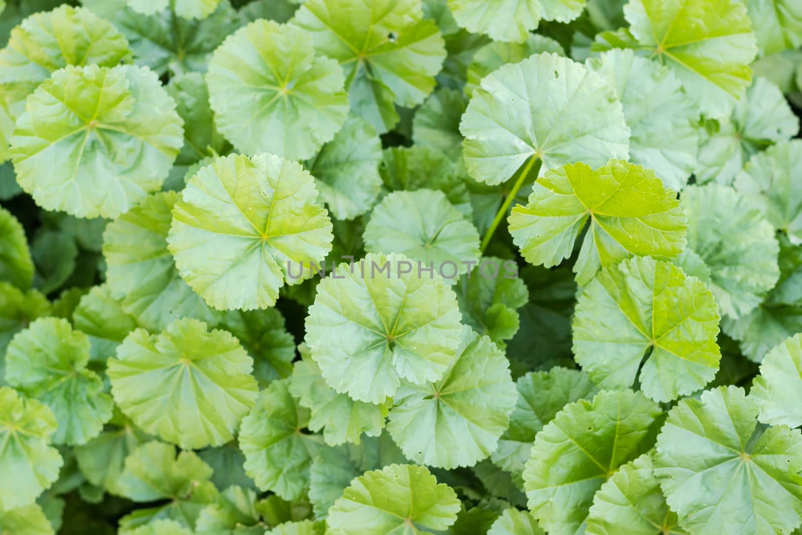 Background of a lawn with leaves of the dwarf mallow closeup
