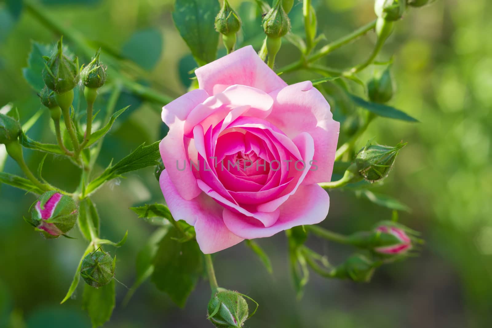 Branch with pink flower and several buds of the Bourbon rose on the blurred background of a rose bush
