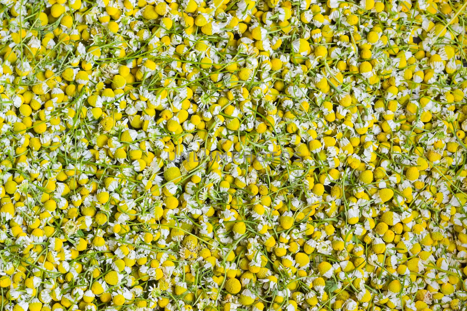 Background of the chamomile flowers during drying by anmbph