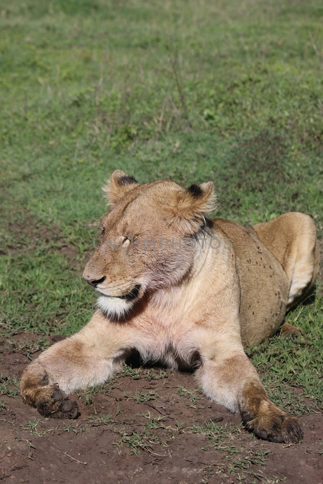 Lion wild dangerous mammal africa savannah Kenya