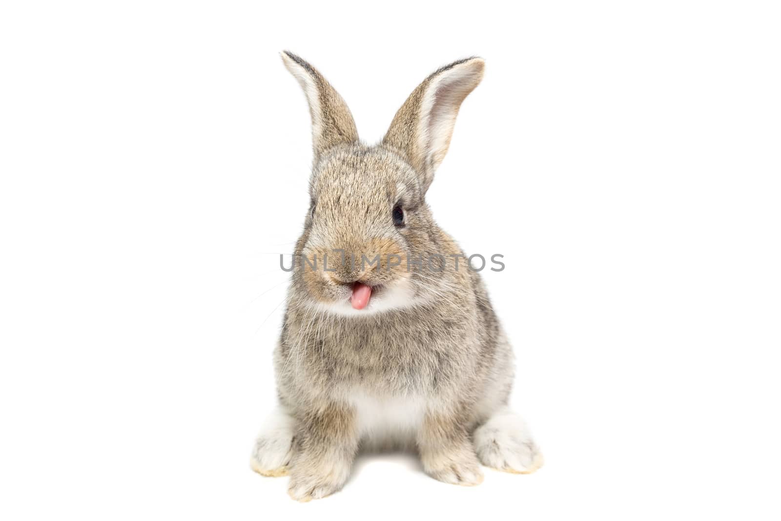 rabbit on a white background by AlexBush