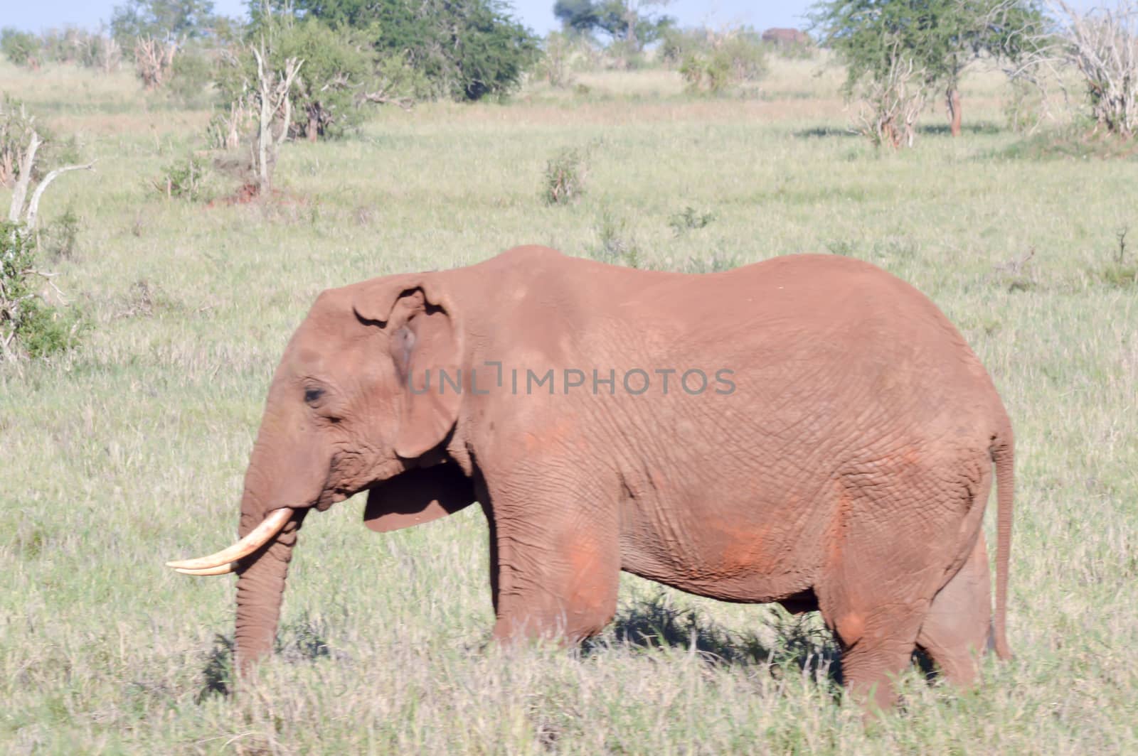 Isolated red elephant in the savannah of tsavo west park in Kenya