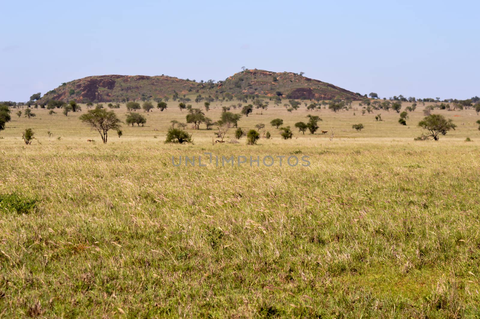 View of the Tsavo East savannah in Kenya with the mountains in the background
