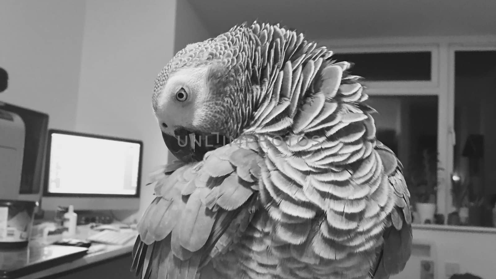 Big african grey parrot cleaning feathers