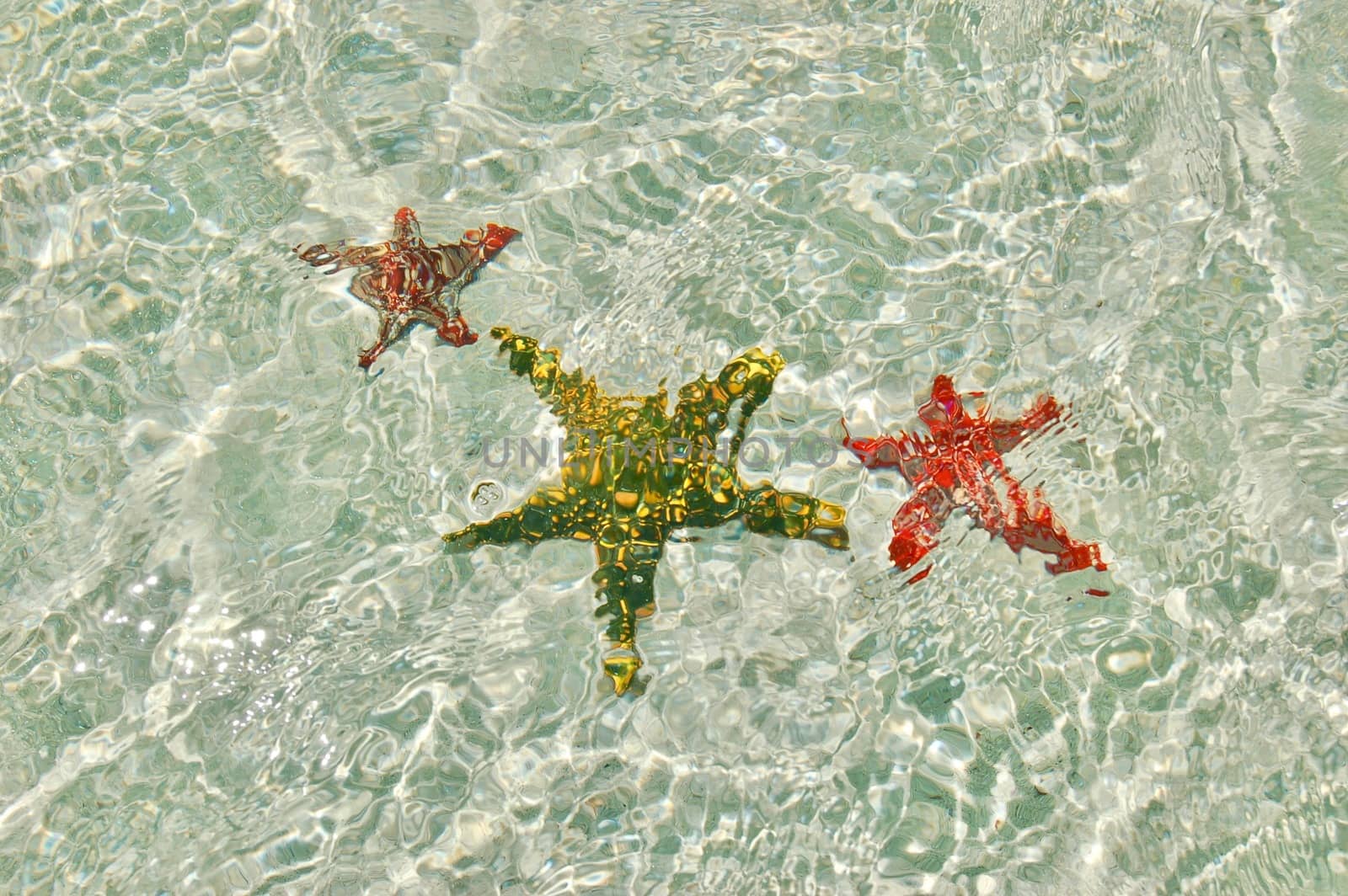 Red and green big starfish underwater. Water background.