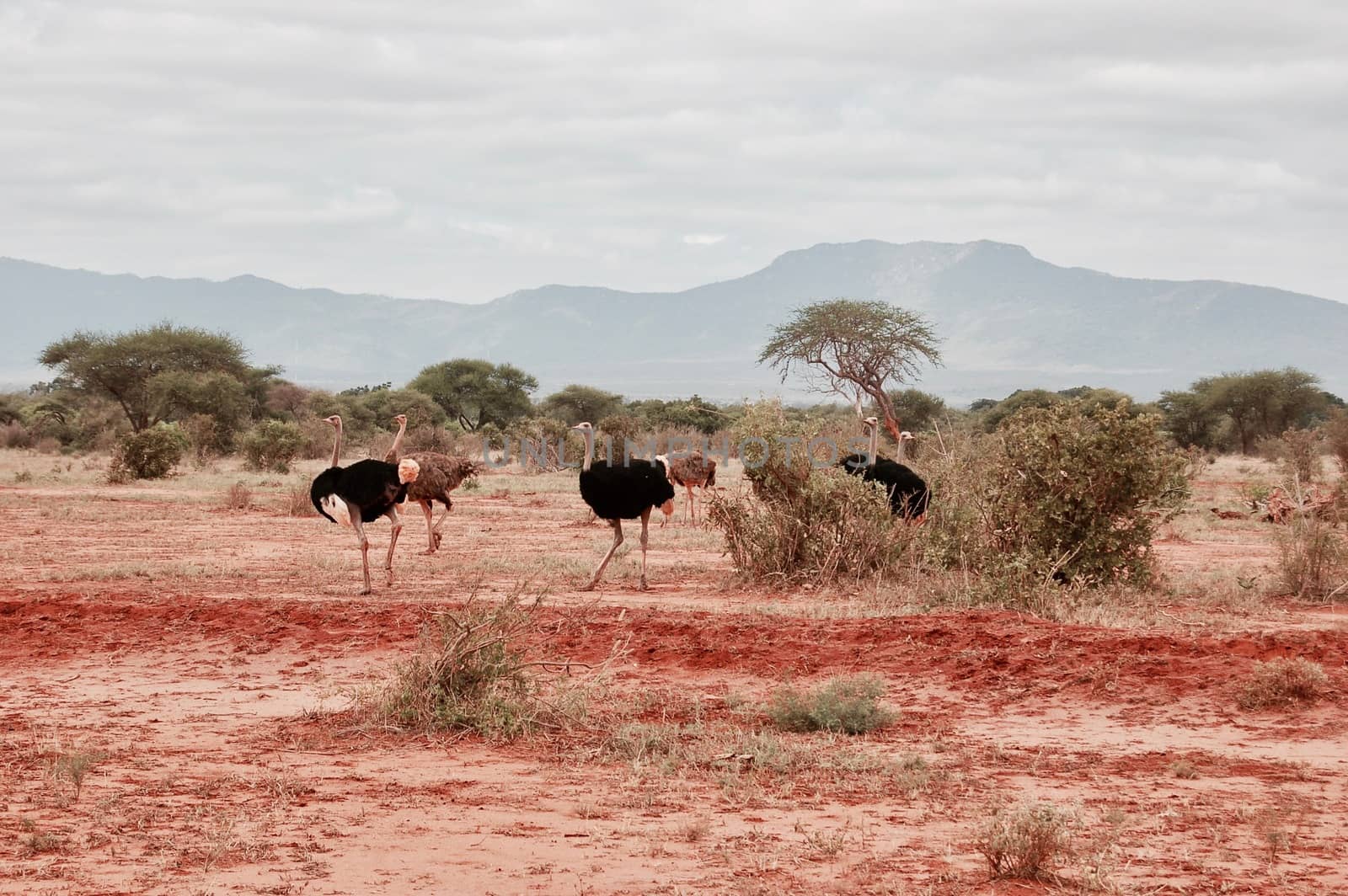 Big wild ostrich family on the safari in Kenya. Tsavo East National park.