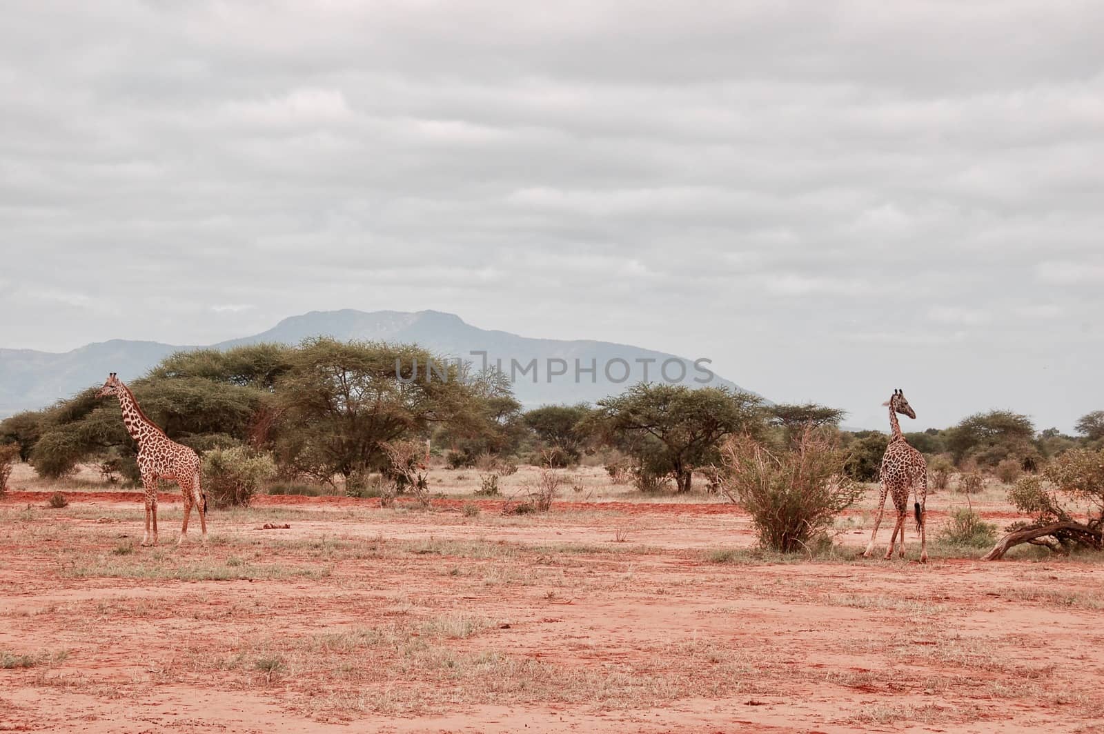 Two big and wild giraffe on the safari in natural wild park near mountain.