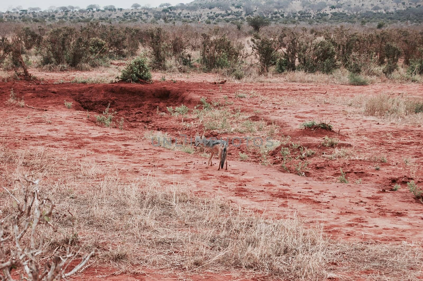Wild small jackall on the safari in Kenya. Natural Tsavo East National park.