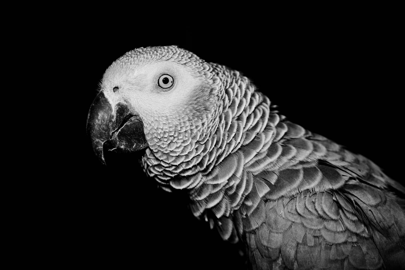 Wild african grey parrot in black scene. Talking parrot.