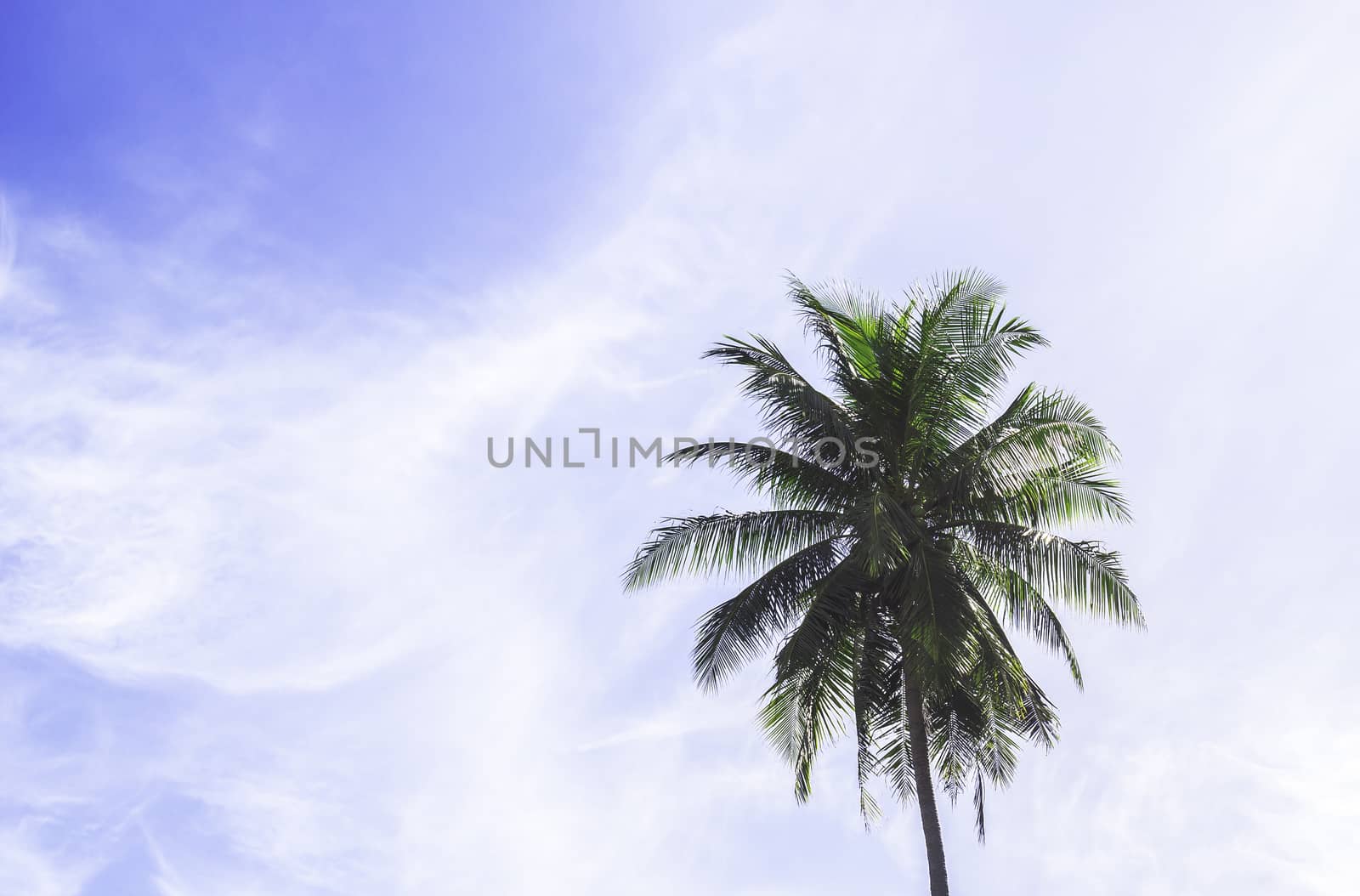 Coconut tree with blue sky and fluffy clouds