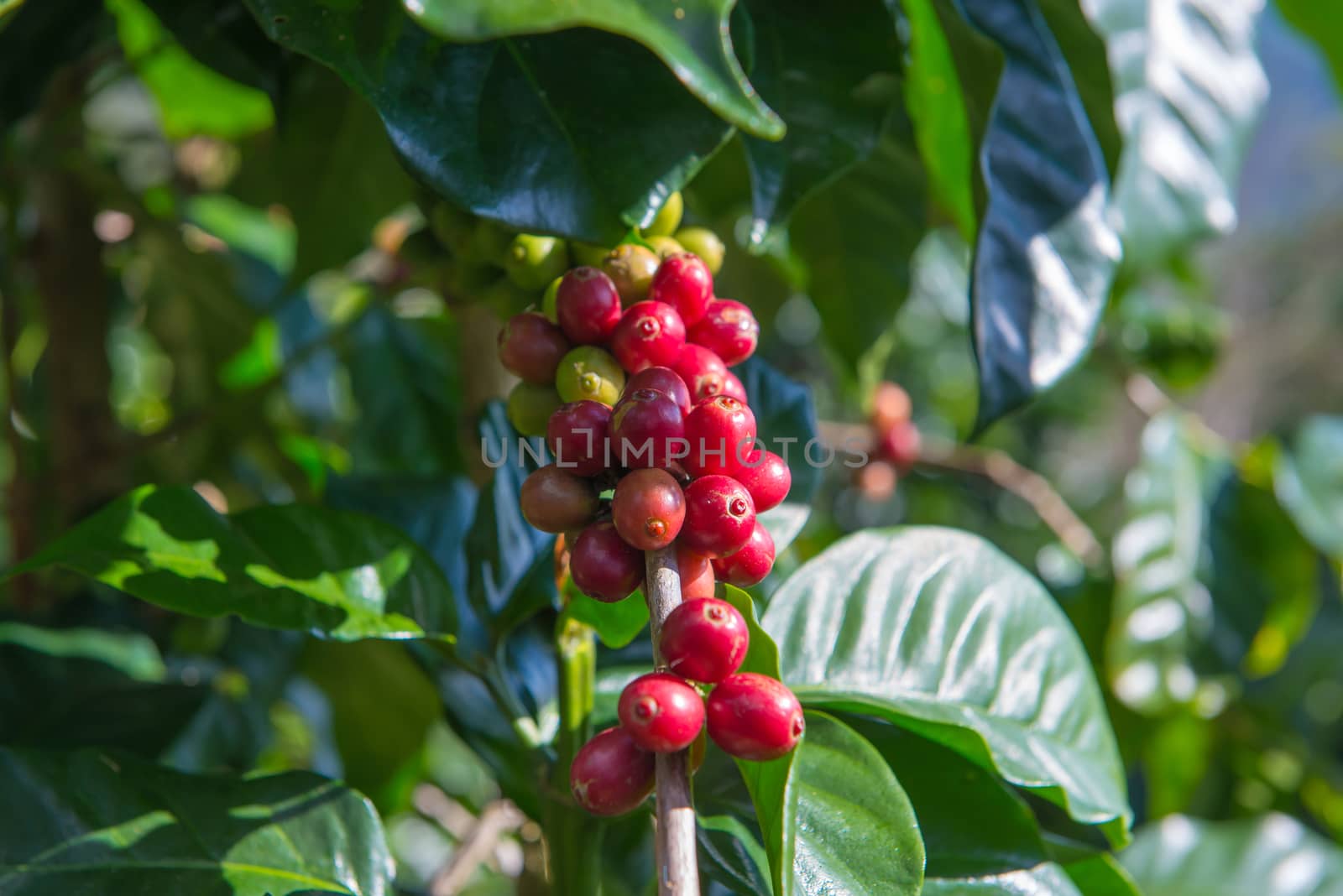 Arabica and Robusta tree in Coffee plantation.