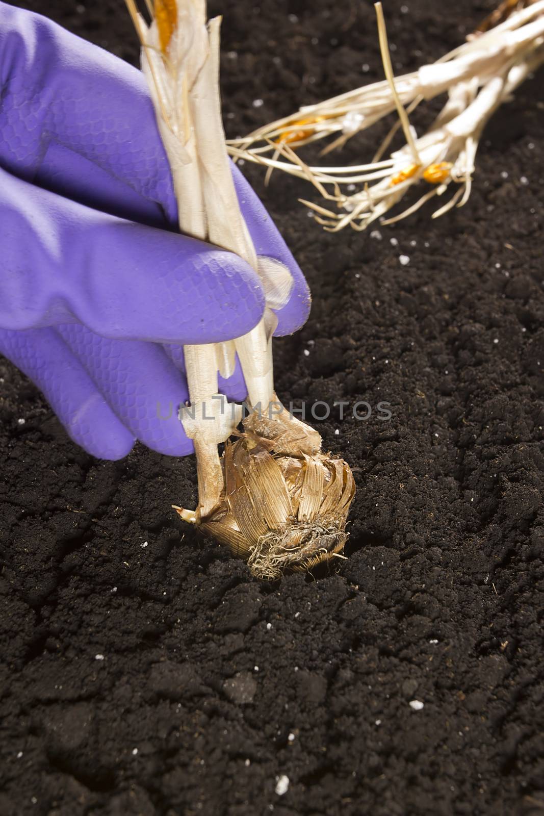Planting flower bulbs in the ground with a rubber glove hand
