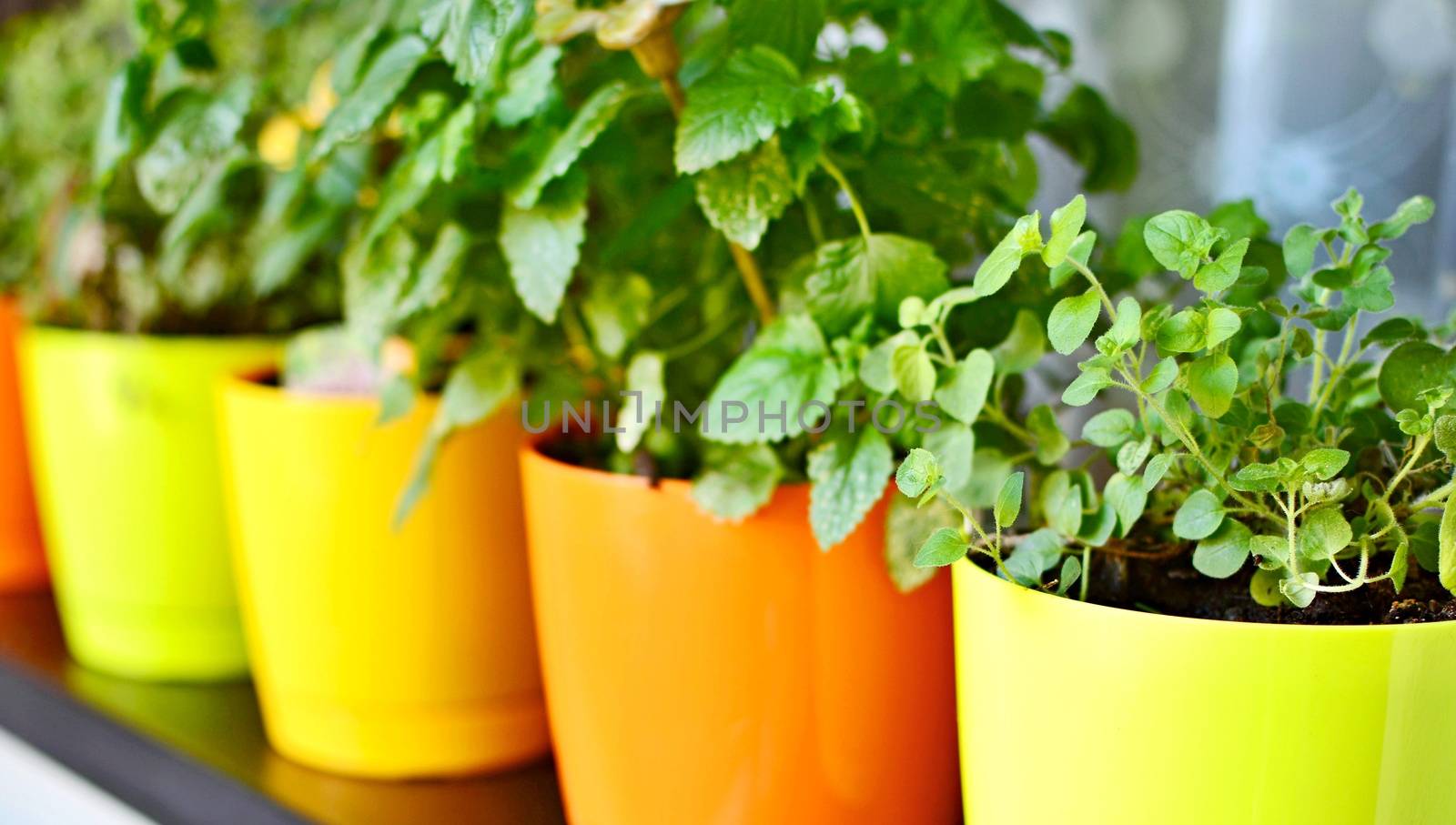 Orange and yellow decorative pots with fresh growing herbs.