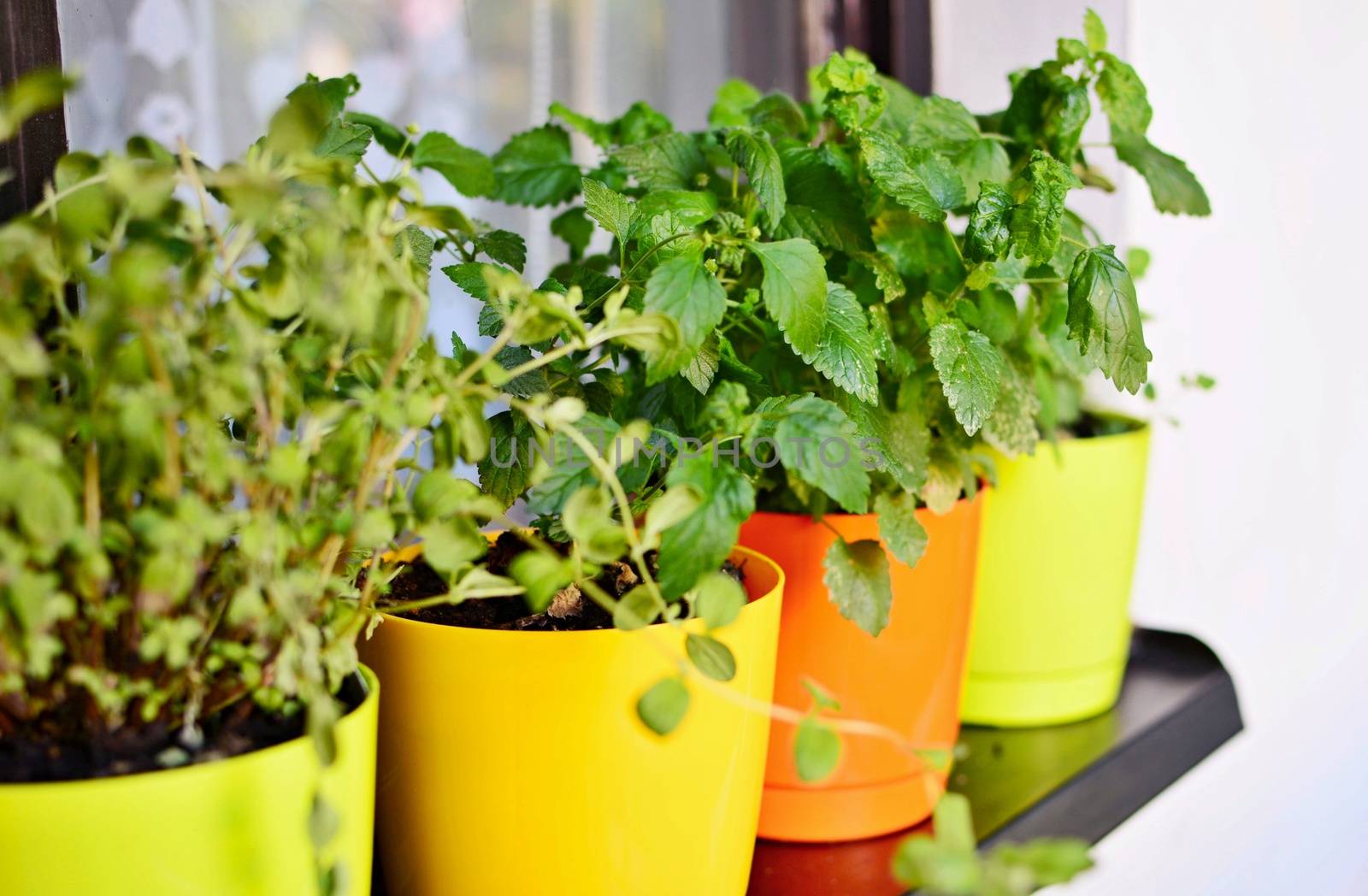 Orange and yellow decorative pots with fresh growing herbs.