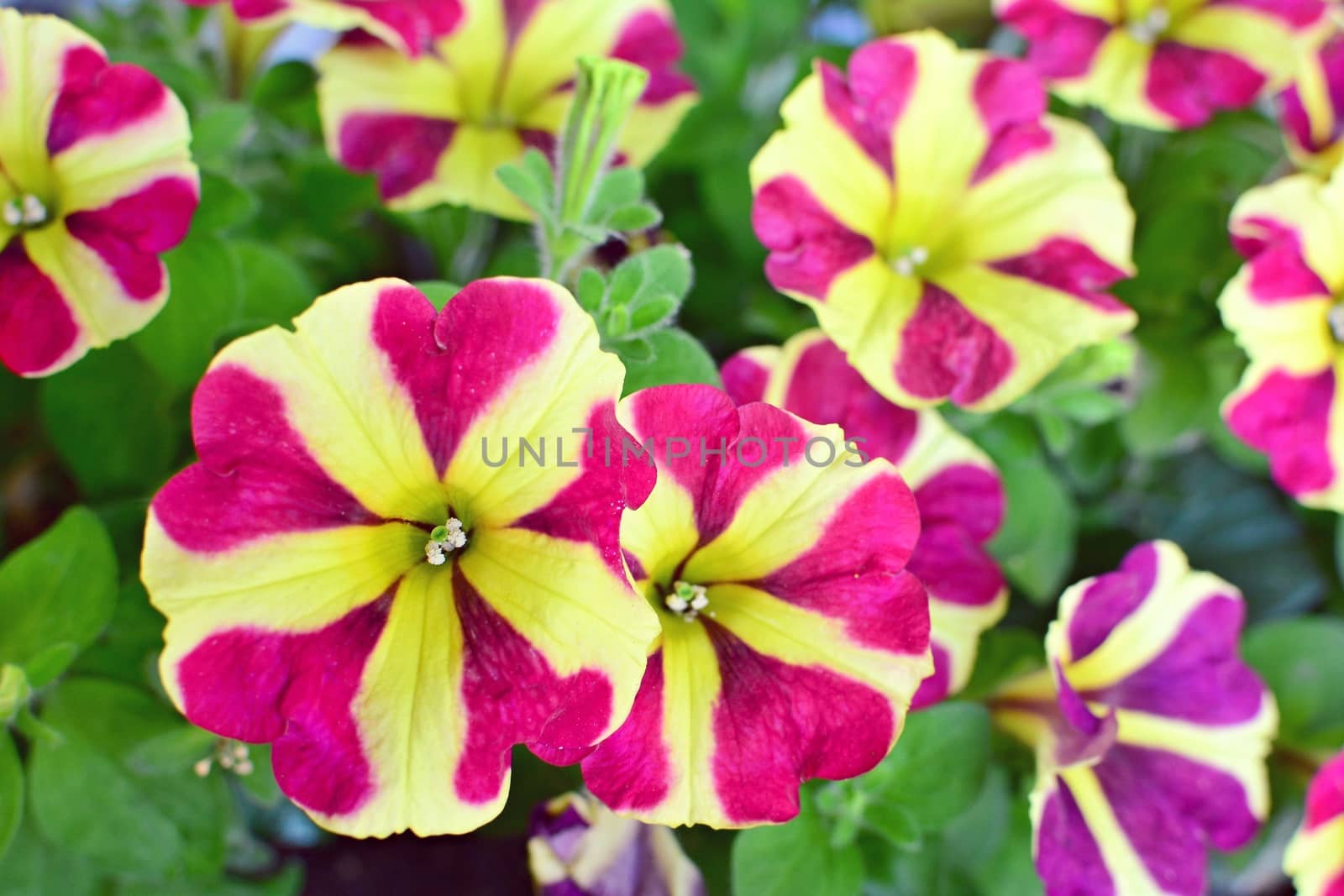 Close up of a Bicolor Purple and White Easy Wave Burgundy Star Petunia Flowers.