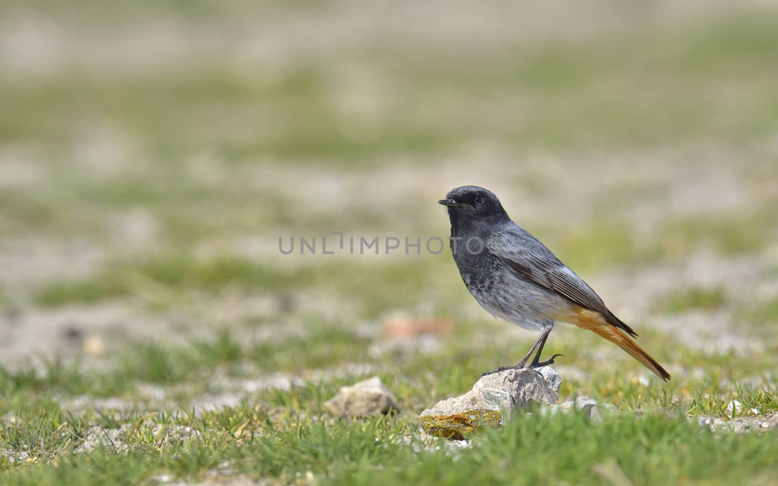 Black redstart, Phoenicurus ochruros on rock