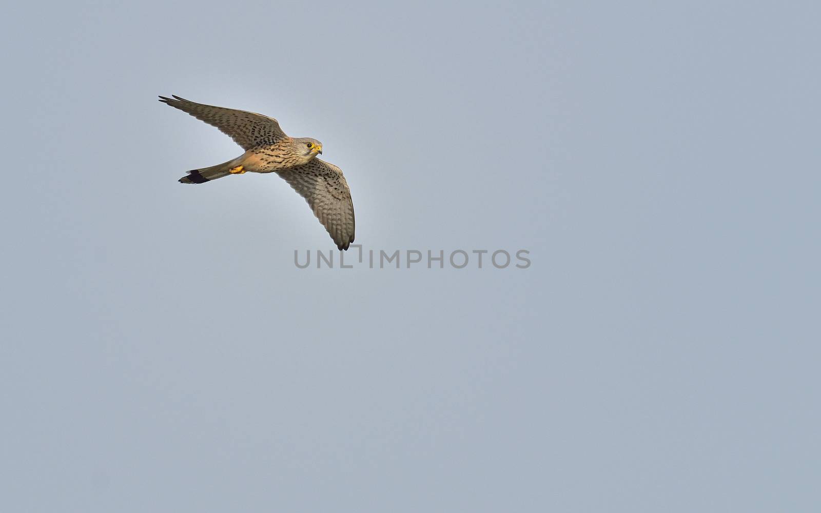 Common Kestrel, Falco tinnunculus on blue sky