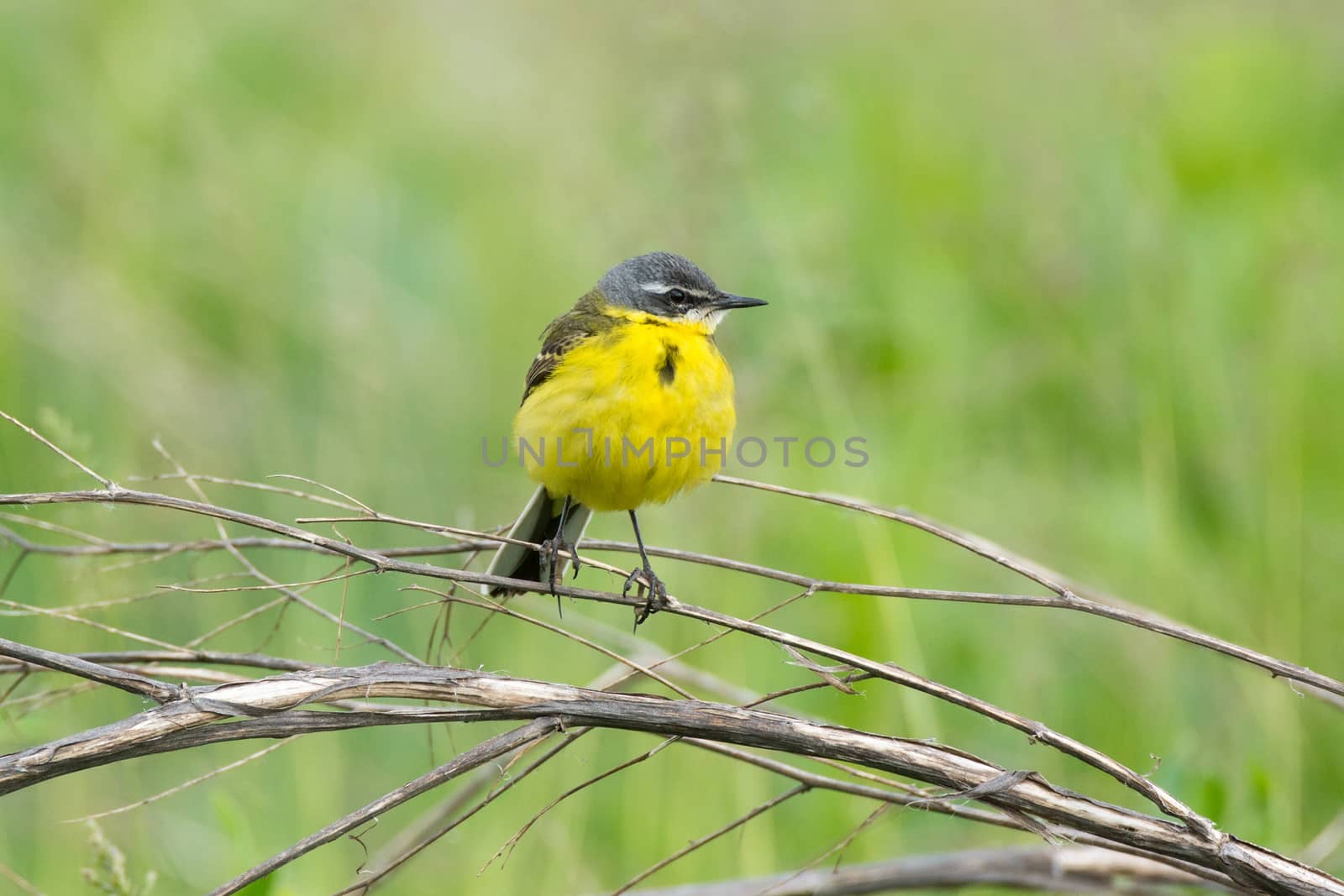 wagtail on a branch by AlexBush