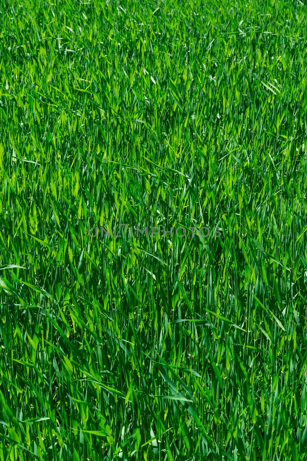  texture of the green grass by AlexBush