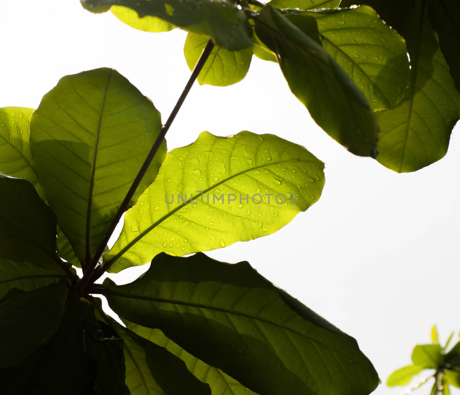 COLOR PHOTO OF RAINDROPS ON LEAVES UNDER SUNLIGHT