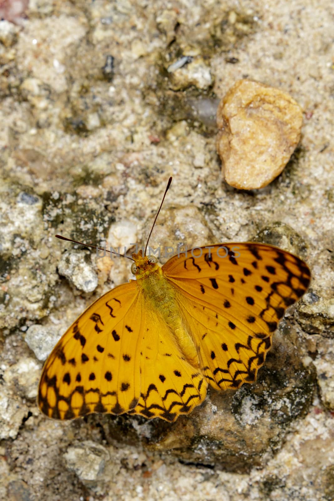 Image of The Common Leopard Butterfly (Phalanta phalantha) on nature background. Insect Animal