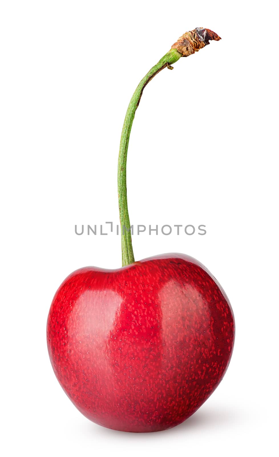 Single sweet cherry vertically by Cipariss