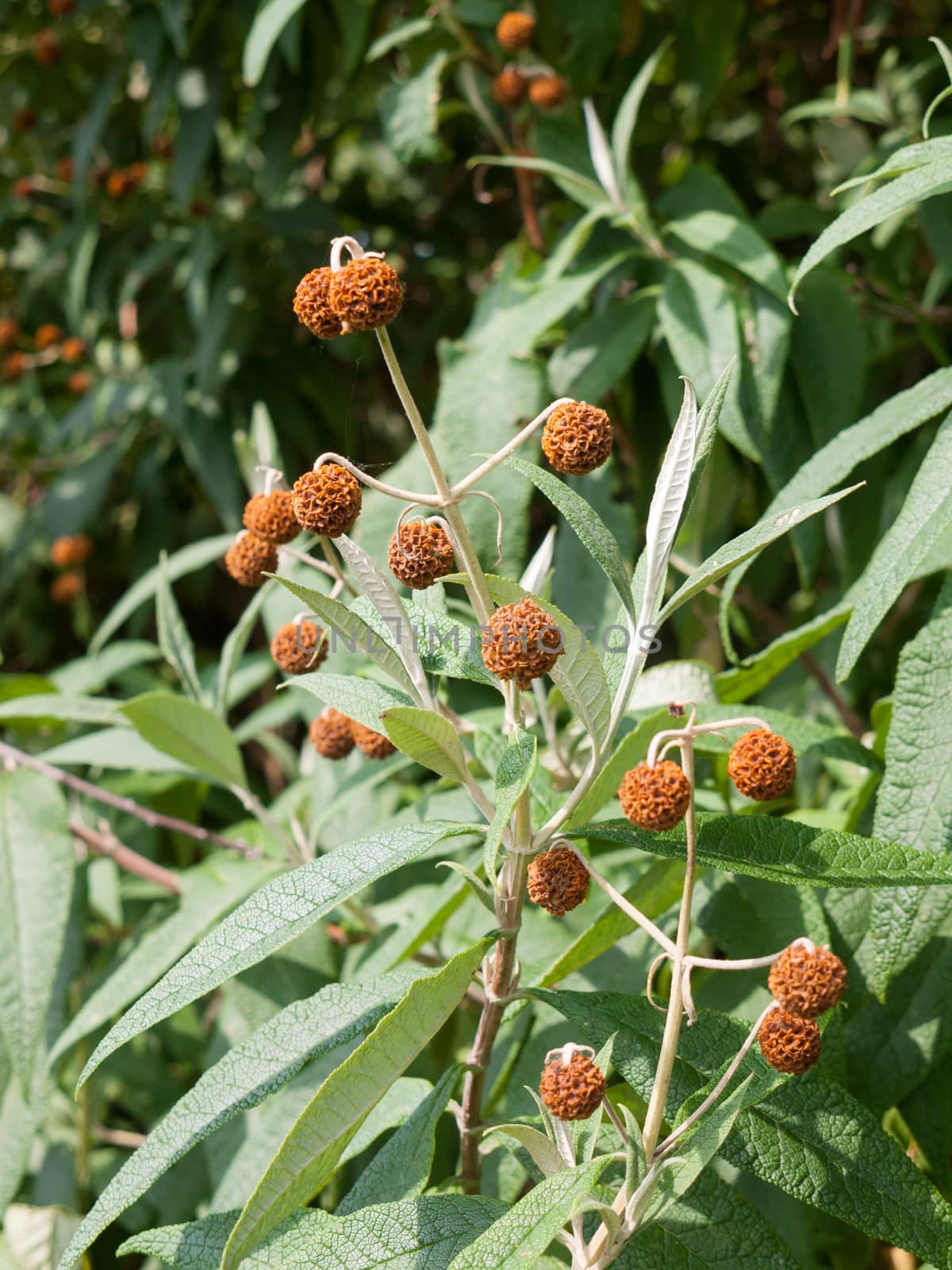 beautiful ornamental clumps of brown buds
