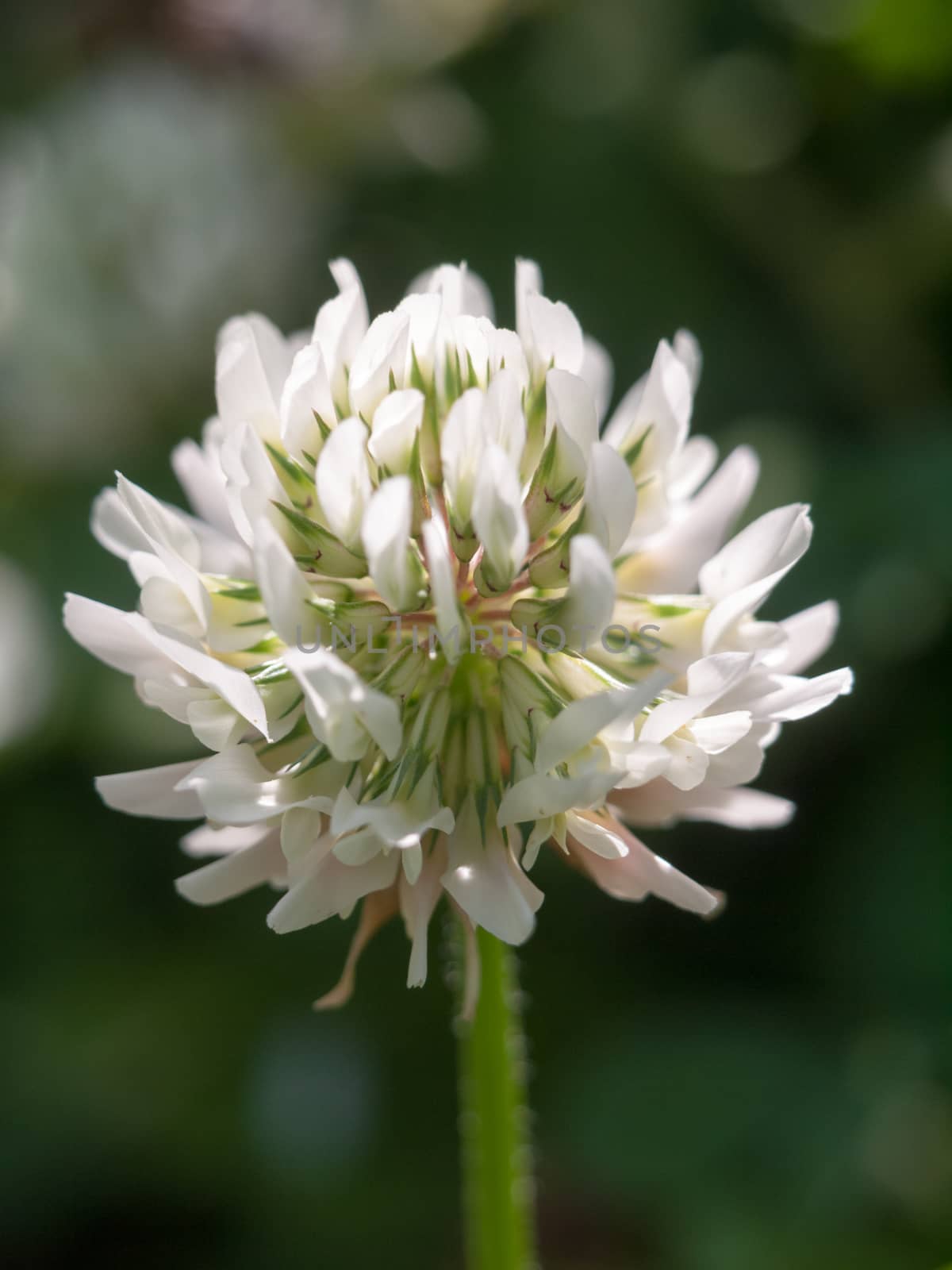 A beautiful macro shot of a clover flower head