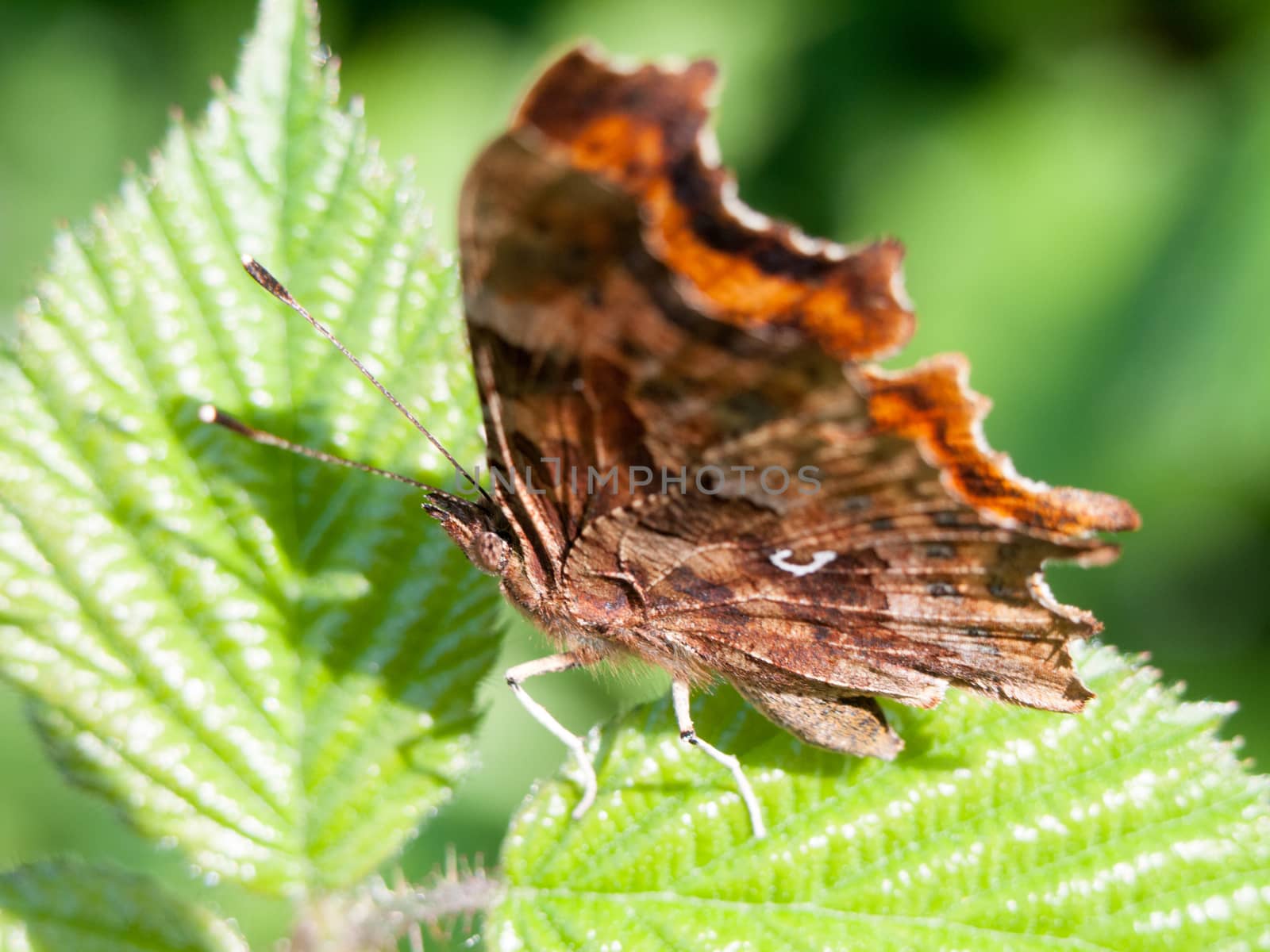 A gorgeous butterfly resting on a leaf in the sun with antenna and wings