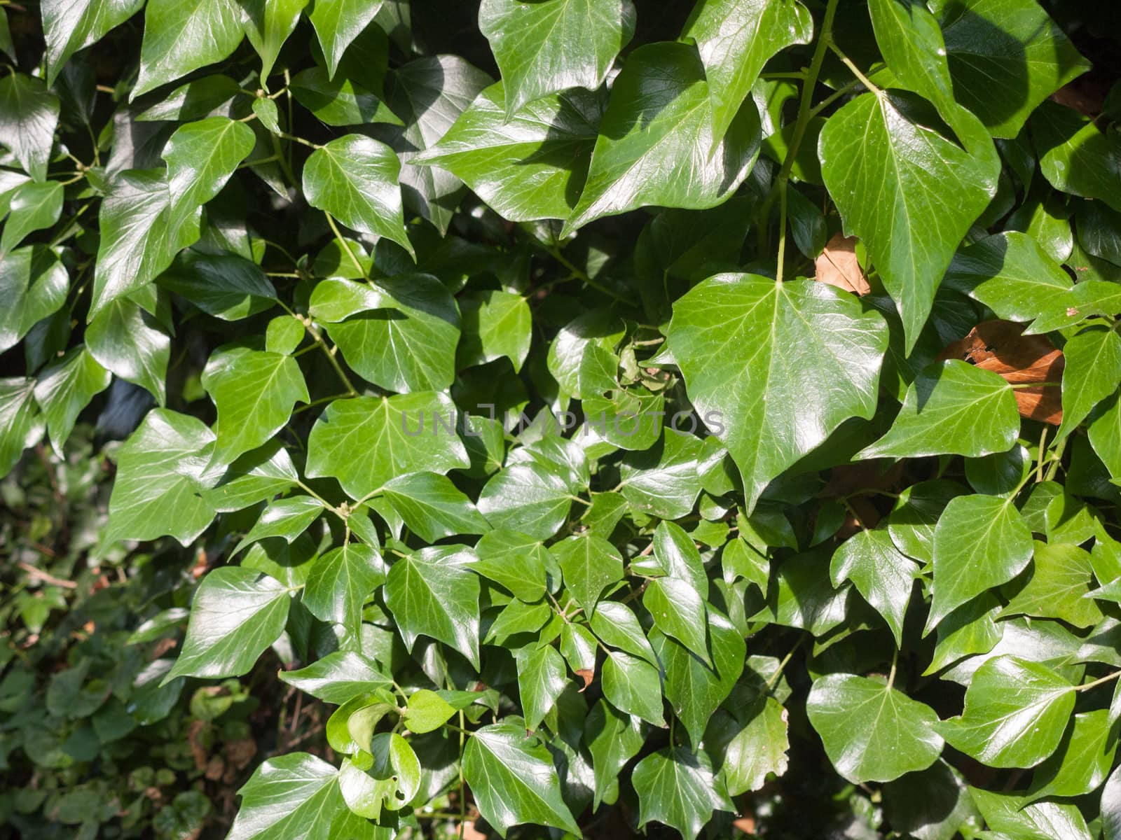 a wall of dark green leaves outside making a nice pattern