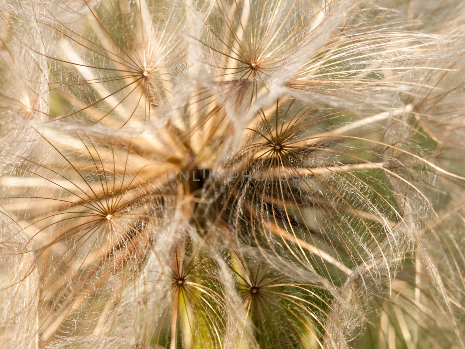 beautiful close up of white dandelion flower heads