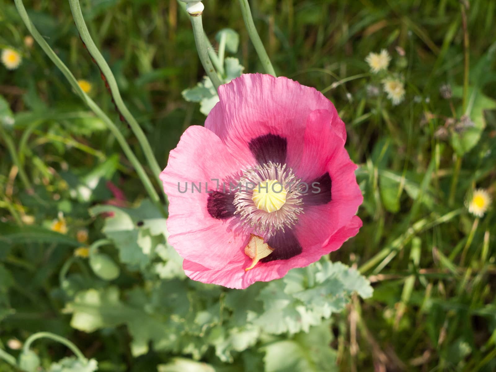 a beautiful pink poppy in the sun outside in field