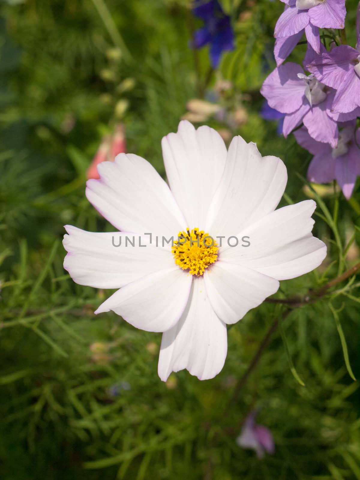 beautiful detailed flower head isolated single green background