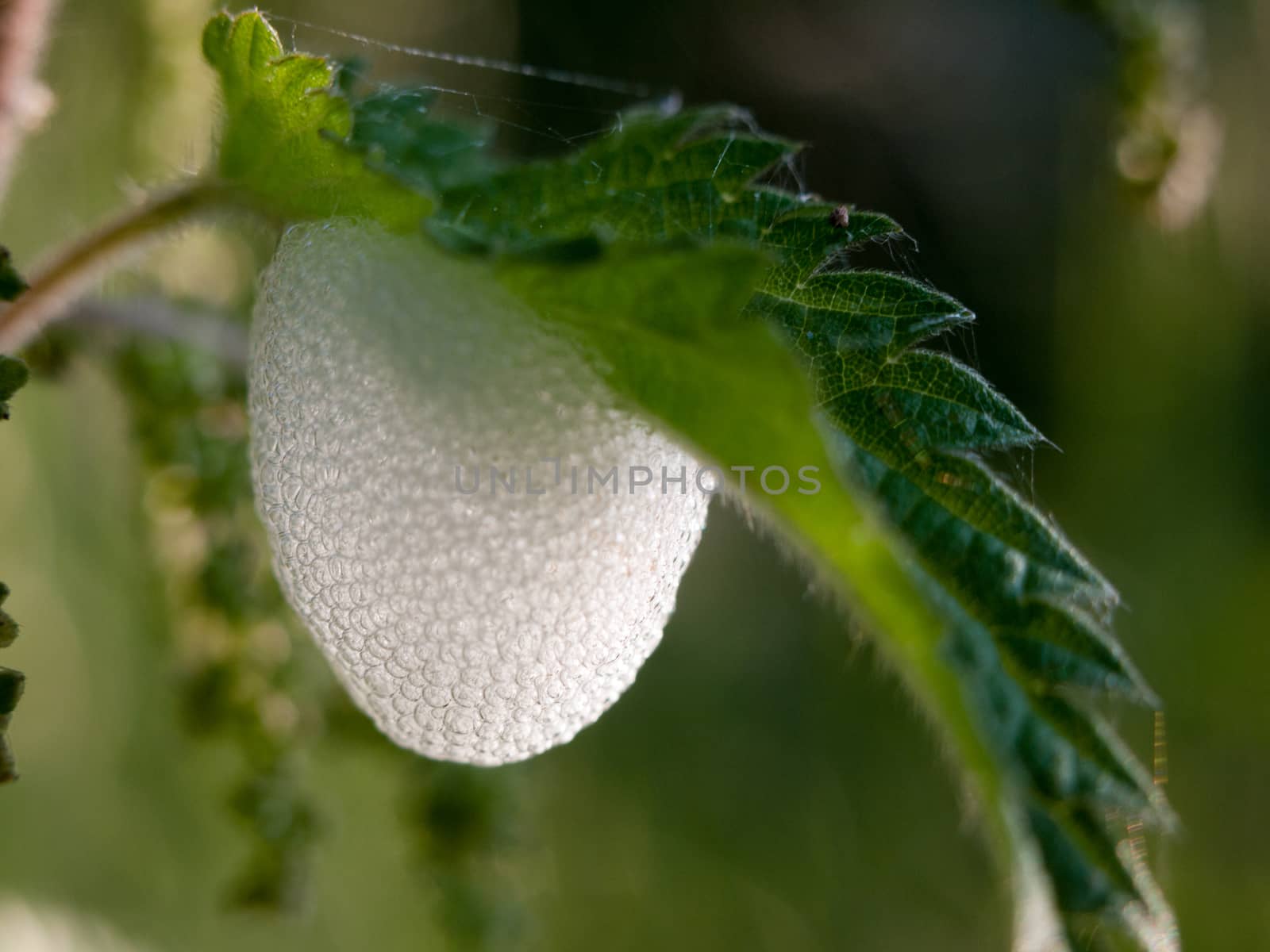 white foam under a leaf outside eggs insect